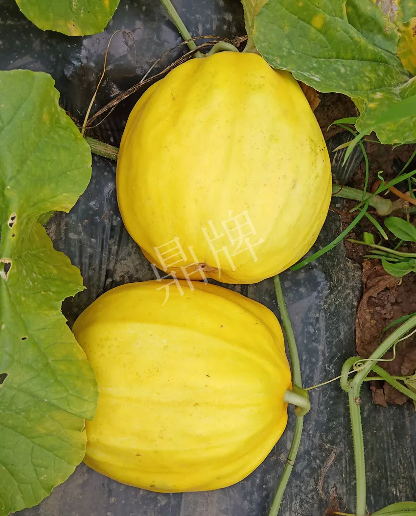 婁底瓜農(nóng)純賺50萬，我這個(gè)“張大膽”榮光了一把