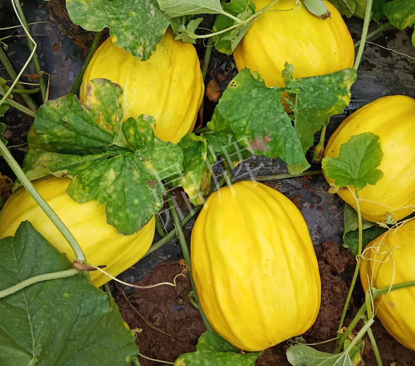 婁底瓜農(nóng)純賺50萬，我這個(gè)“張大膽”榮光了一把