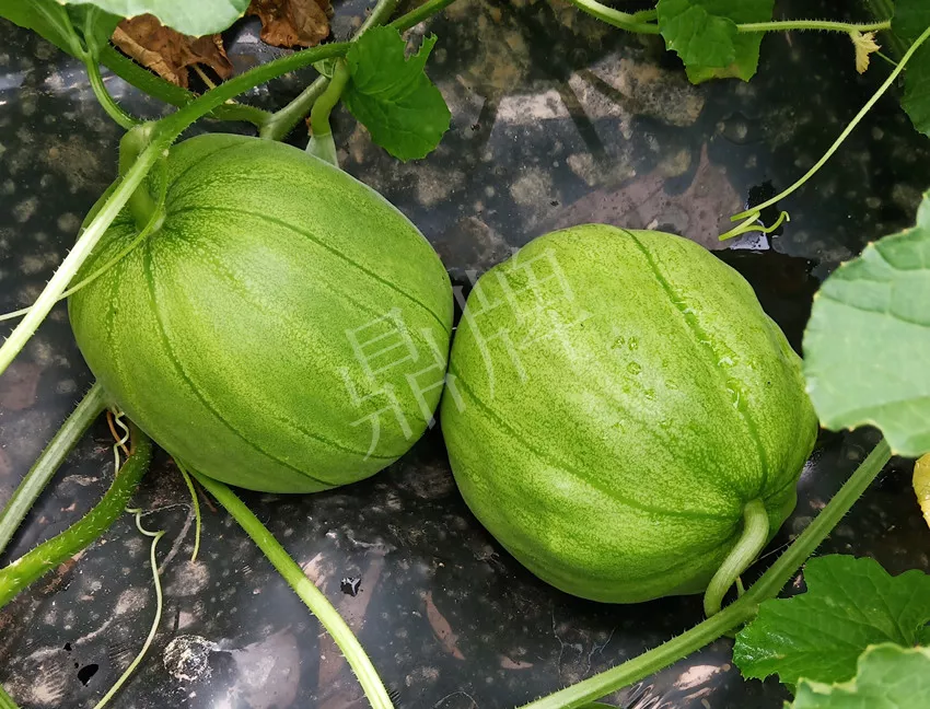 婁底瓜農(nóng)純賺50萬，我這個(gè)“張大膽”榮光了一把