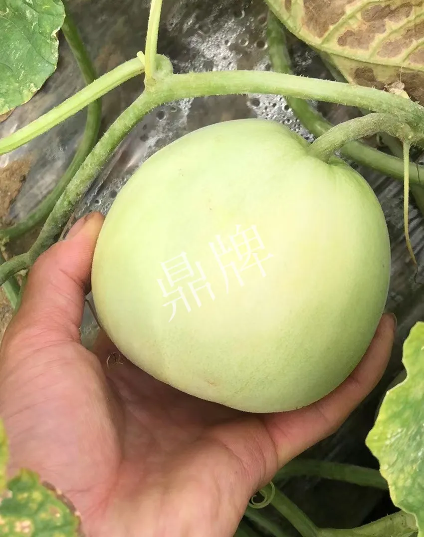 郴州農(nóng)戶種植新品種，果實(shí)又香又甜，很好賣