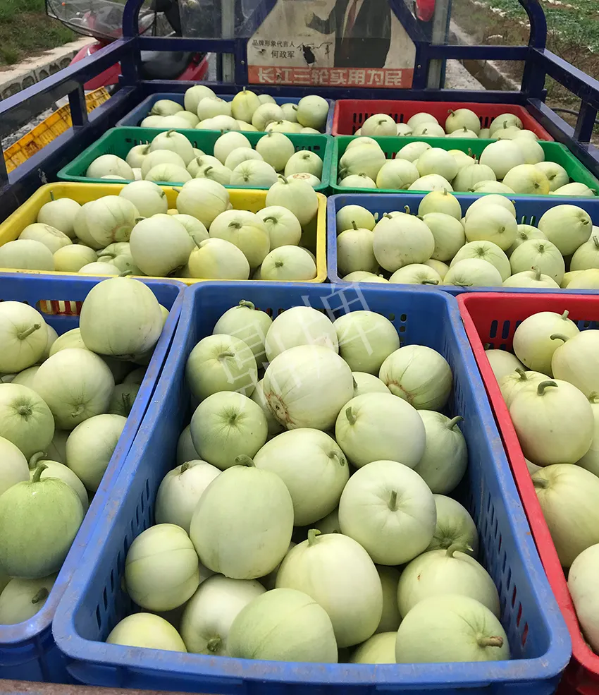 郴州農(nóng)戶種植新品種，果實(shí)又香又甜，很好賣