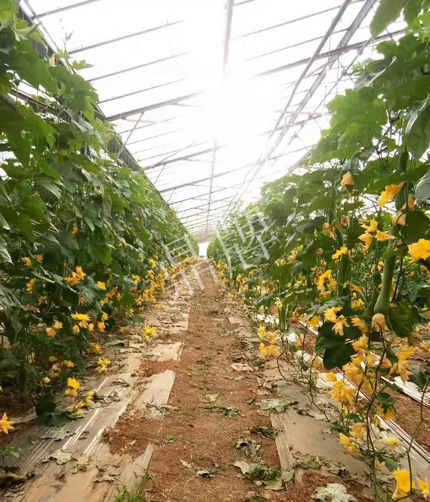 鎮(zhèn)江的何青萍，在法國種植“優(yōu)比1號”每公斤24元