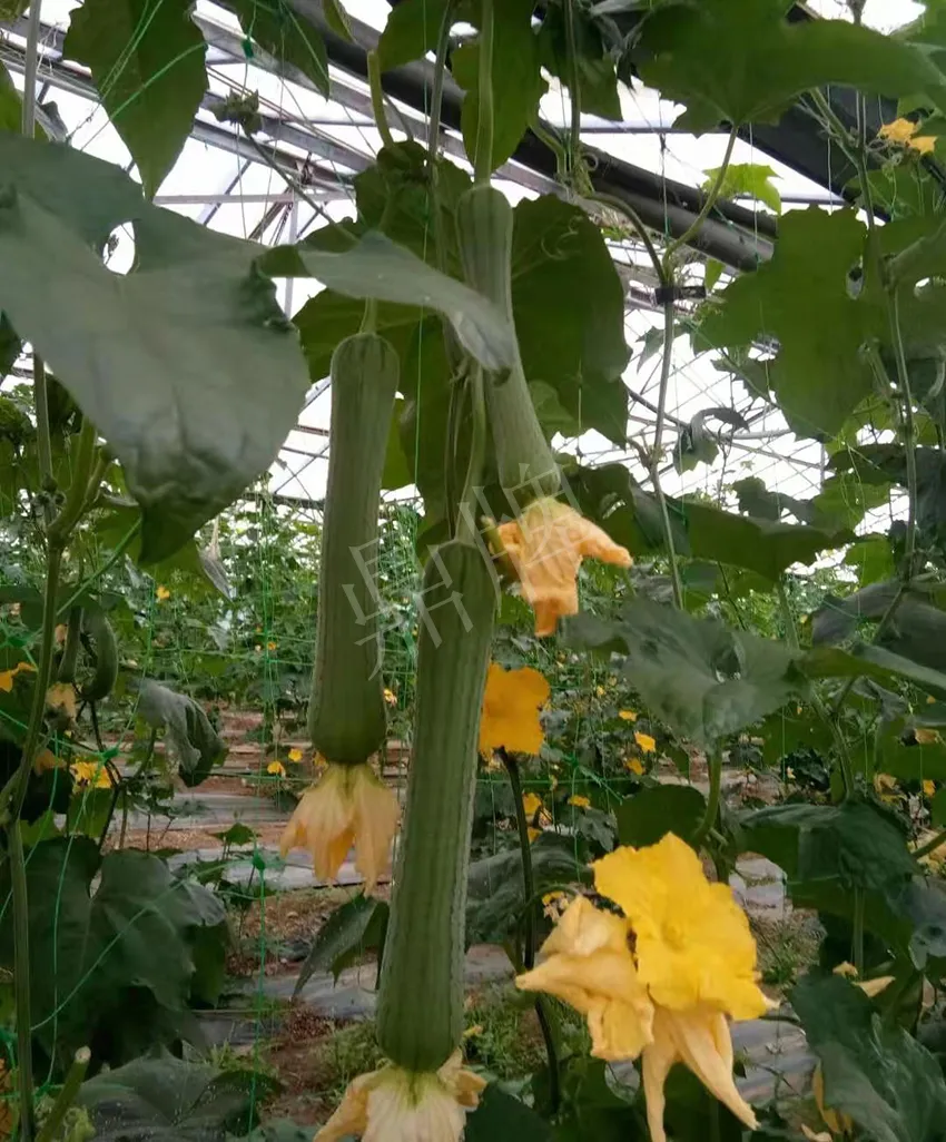 鎮(zhèn)江的何青萍，在法國種植“優(yōu)比1號”每公斤24元