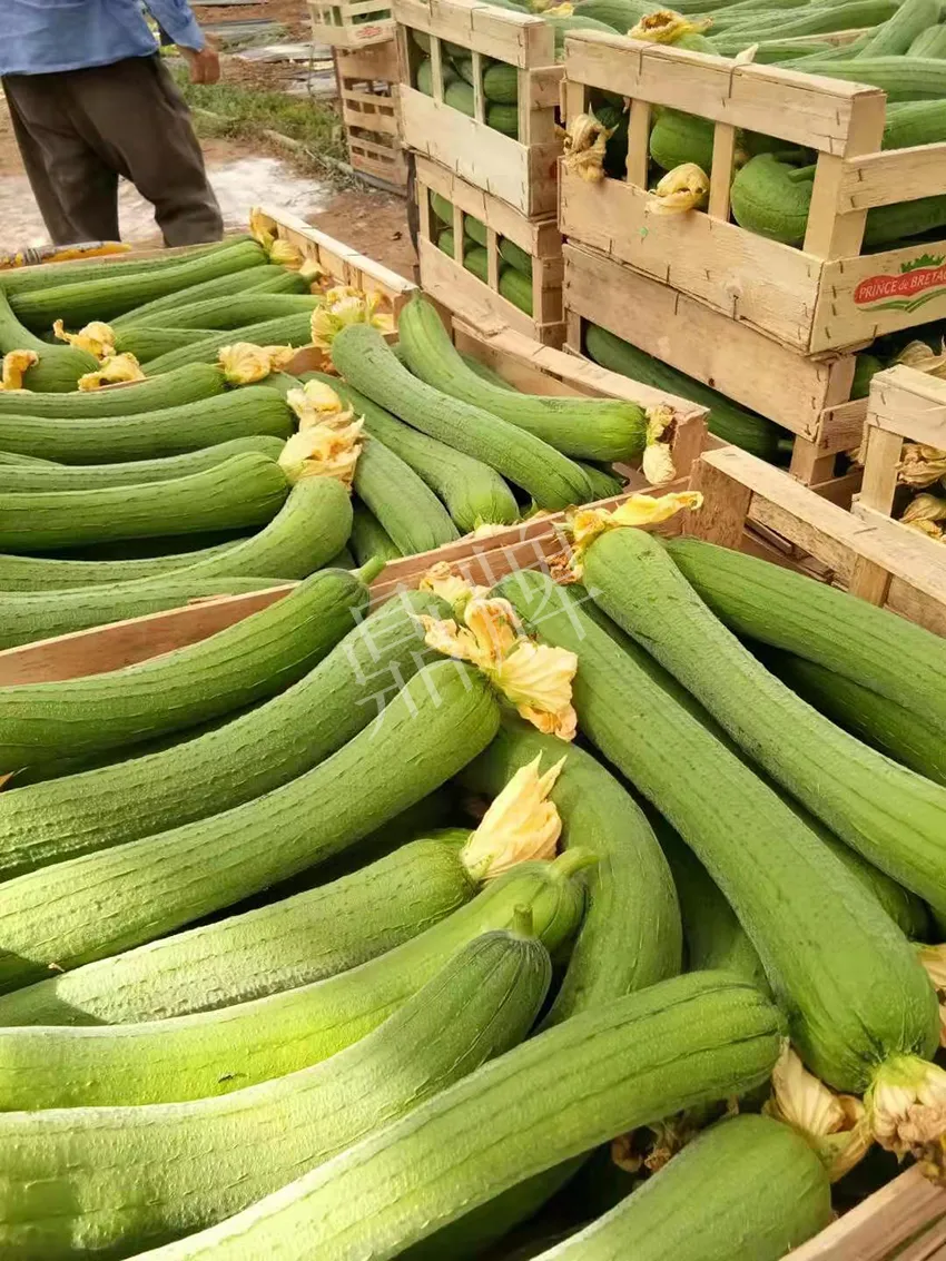 鎮(zhèn)江的何青萍，在法國種植“優(yōu)比1號”每公斤24元