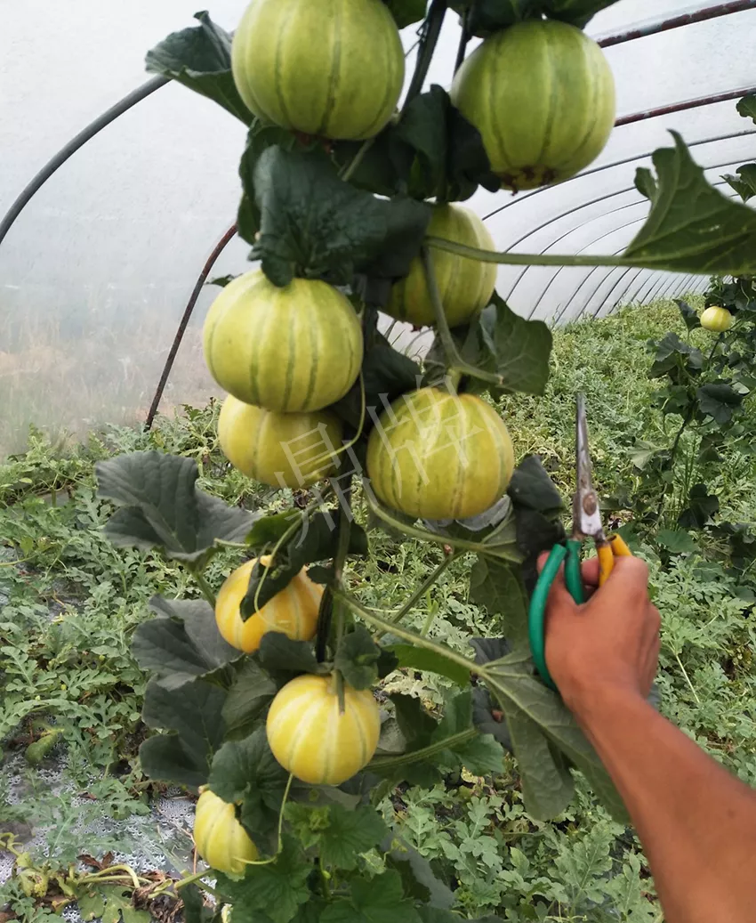 一株坐果15個(gè)，6元1斤，好賣(mài)得很