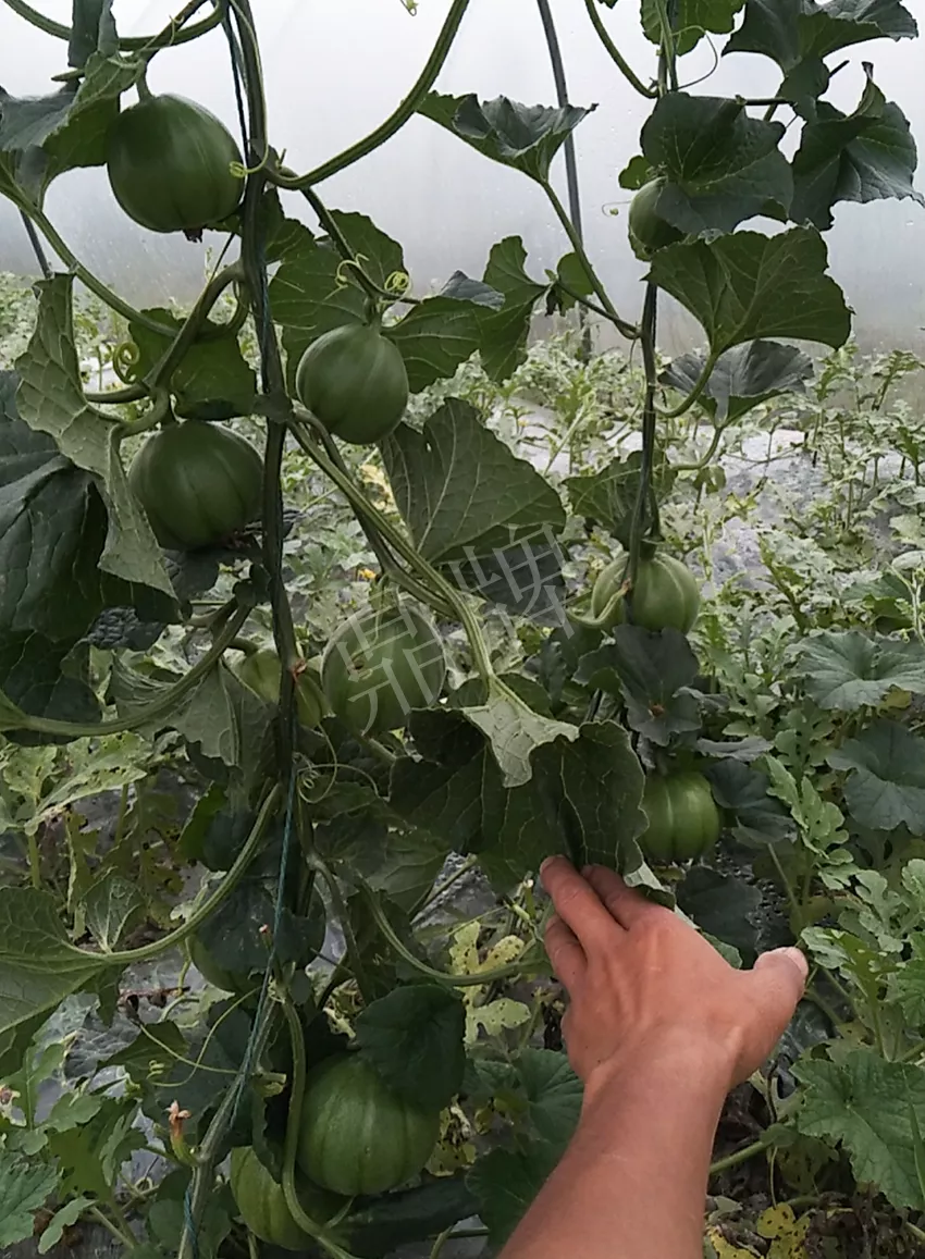 一株坐果15個(gè)，6元1斤，好賣(mài)得很