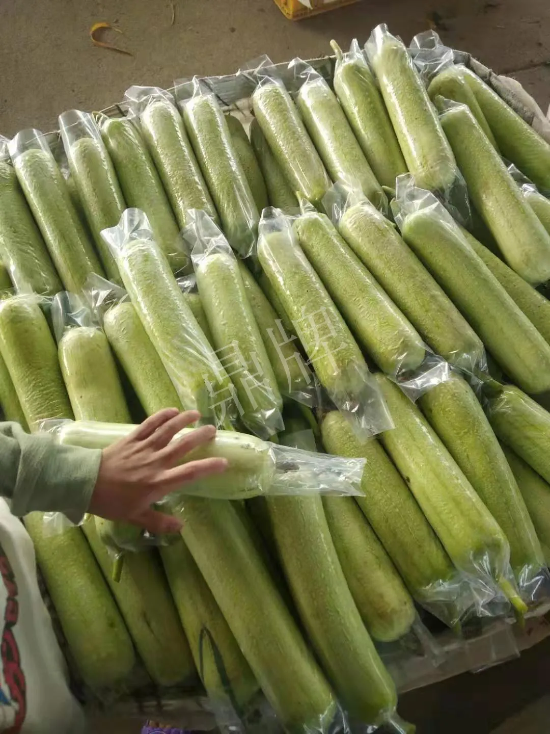 這個絲瓜每畝能掙3萬，沒種植的農戶后悔得拍大腿