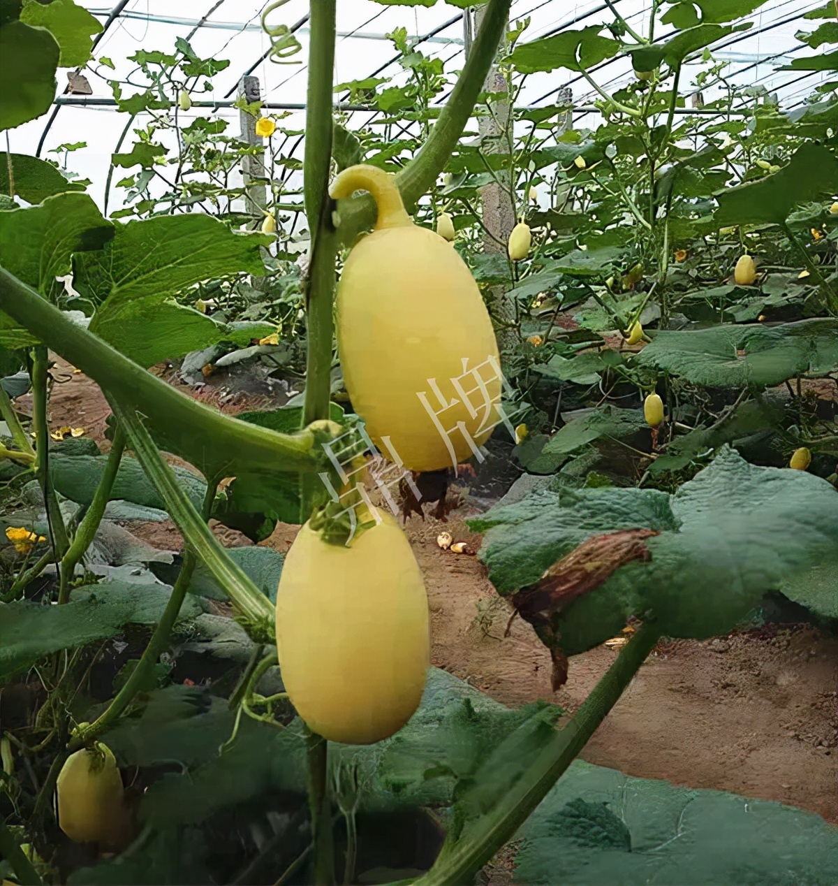 河南3月中旬就上市的“黃金筍瓜”，能買到14元/斤