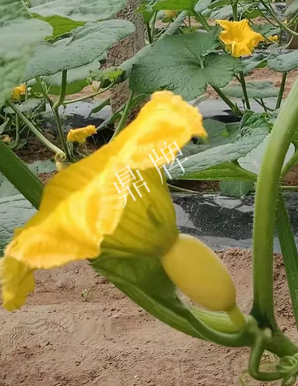 河南3月中旬就上市的“黃金筍瓜”，能買到14元/斤