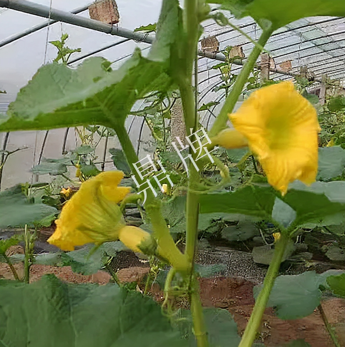 河南3月中旬就上市的“黃金筍瓜”，能買到14元/斤