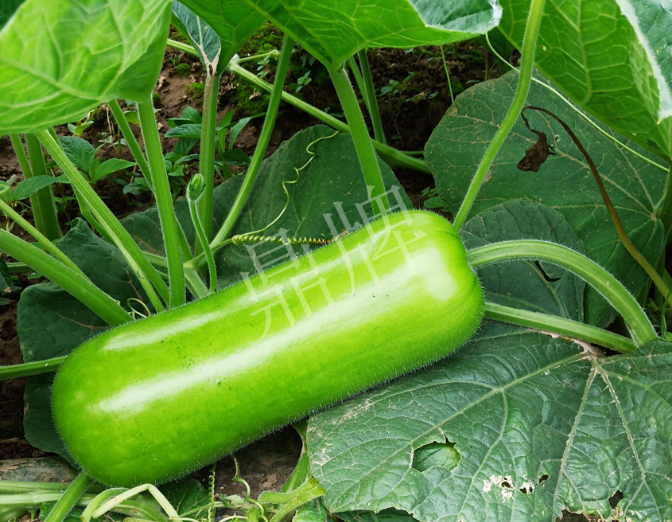 蔬菜種子種植戶客戶點(diǎn)評(píng)-牛逼！我露地栽培的瓠瓜，比別人大棚的還早上市！