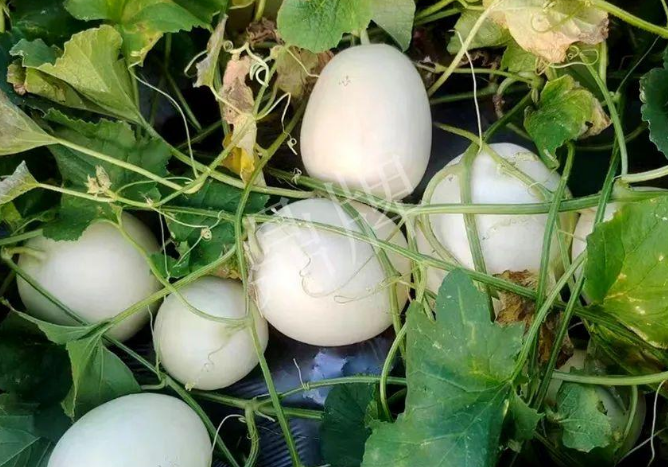 蔬菜種子種植戶客戶點(diǎn)評(píng)-巴適，巴適，這個(gè)甜瓜太巴適了！