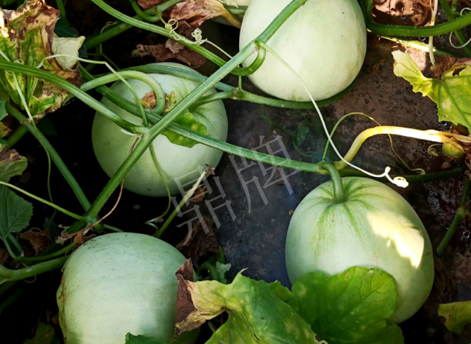 蔬菜種子種植戶客戶點(diǎn)評(píng)-種植這個(gè)品種，謹(jǐn)防小偷?。?！