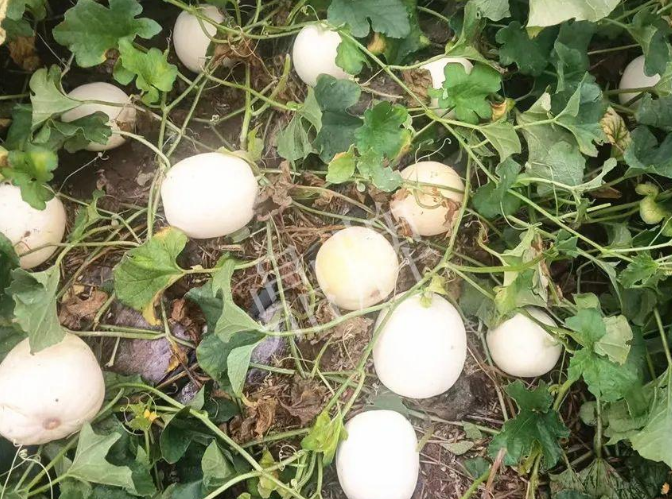 蔬菜種子種植戶客戶點(diǎn)評(píng)-什么？這個(gè)白皮甜瓜紅得發(fā)紫？