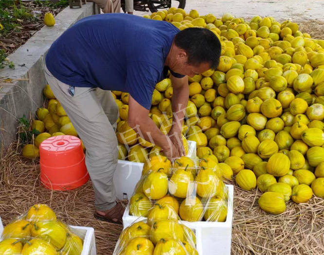 蔬菜種子種植戶客戶點(diǎn)評(píng)-這個(gè)品種抗性強(qiáng)、口感好，為我的合作社帶來(lái)了高收入!