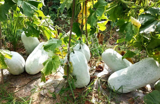 蔬菜種子種植戶客戶點評-驚訝！炎炎烈日下，小孩大聲喊：“大雪球！大雪球……”怎樣一回事？