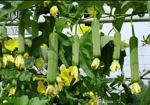 蔬菜種子種植戶客戶點評-每畝收入2萬元！這個絲瓜品種大受歡迎！