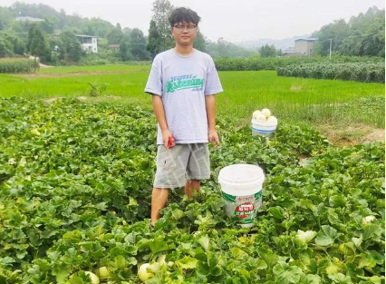 蔬菜種子種植戶客戶點評-甜瓜新品上市，每個賣9元，很暢銷！