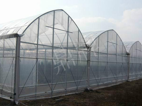 蔬菜種子種植戶客戶點(diǎn)評(píng)-鼎牌瓠瓜上市早，地頭批發(fā)價(jià)達(dá)到8元/斤，種植基地王老板告訴您！