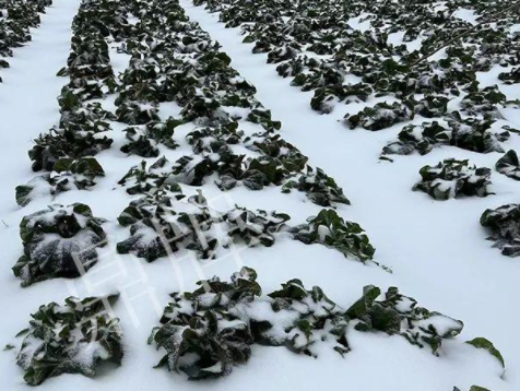 蔬菜種子種植戶客戶點(diǎn)評(píng)-春節(jié)期間，2畝雜交“東漢菜”一批就賣了2萬多元！