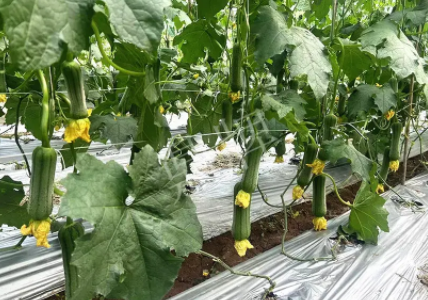 蔬菜種子種植戶客戶點(diǎn)評(píng)-這個(gè)新品種好不好？？？見證的時(shí)候到了！