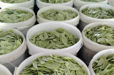 蔬菜種子種植戶客戶點(diǎn)評(píng)-時(shí)隔20年，我再種這個(gè)品種，大家來看看，怎么樣？