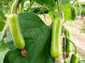 蔬菜種子種植戶客戶點(diǎn)評(píng)-科研人員發(fā)誓研究的一個(gè)抗高溫品種，您可能需要！