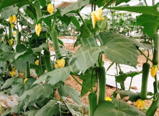 蔬菜種子種植戶客戶點(diǎn)評(píng)-一株結(jié)瓜30多個(gè)，價(jià)錢好，賺了！