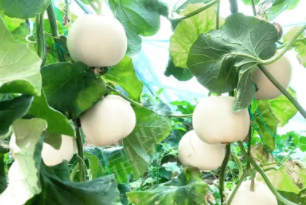 蔬菜種子種植戶客戶點(diǎn)評(píng)-丁老板說：種植這個(gè)品種，獲得了滿意的收入，確實(shí)“爽歪歪”