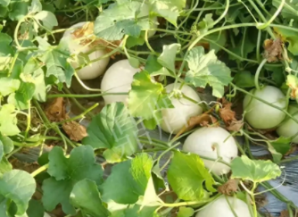 蔬菜種子種植戶客戶點(diǎn)評(píng)-真有這么好嗎？這個(gè)品種我試種了一畝地，猜猜我賣了多少錢？