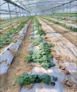 蔬菜種子種植戶客戶點(diǎn)評(píng)-三倍體絲瓜到底是斷頭好？還是不斷頭好？看看這位老板的做法……