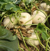 蔬菜種子種植戶客戶點(diǎn)評(píng)-我種植的這個(gè)品種，稱得上“白馬王子”，與大家分享！