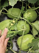 蔬菜種子種植戶客戶點(diǎn)評(píng)-瓜商喜歡、消費(fèi)者喜歡，這個(gè)品種就好銷售！