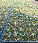 蔬菜種子種植戶客戶點評-高溫+病毒，雙重暴擊！今年種植這個品種能賺錢嗎？